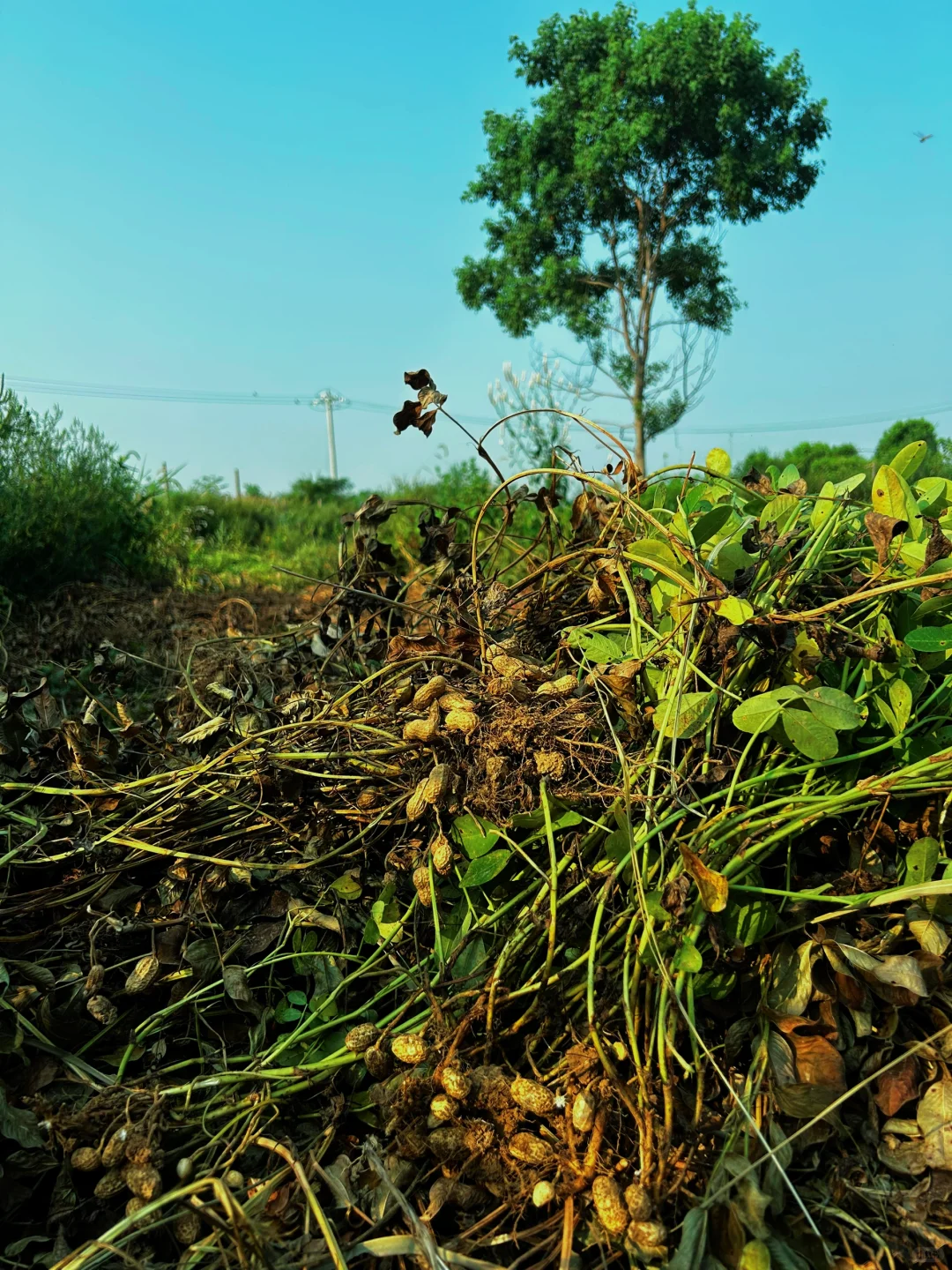 一个人玩十亩农场，累的还剩半条命，明年还种