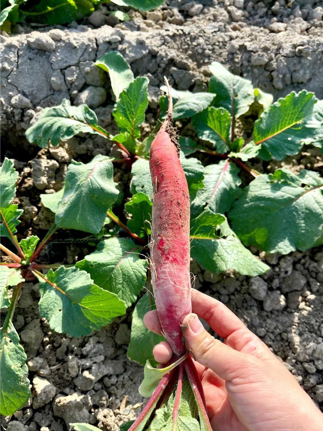 ?自驾30分钟！带娃采摘的好地方又被我发现