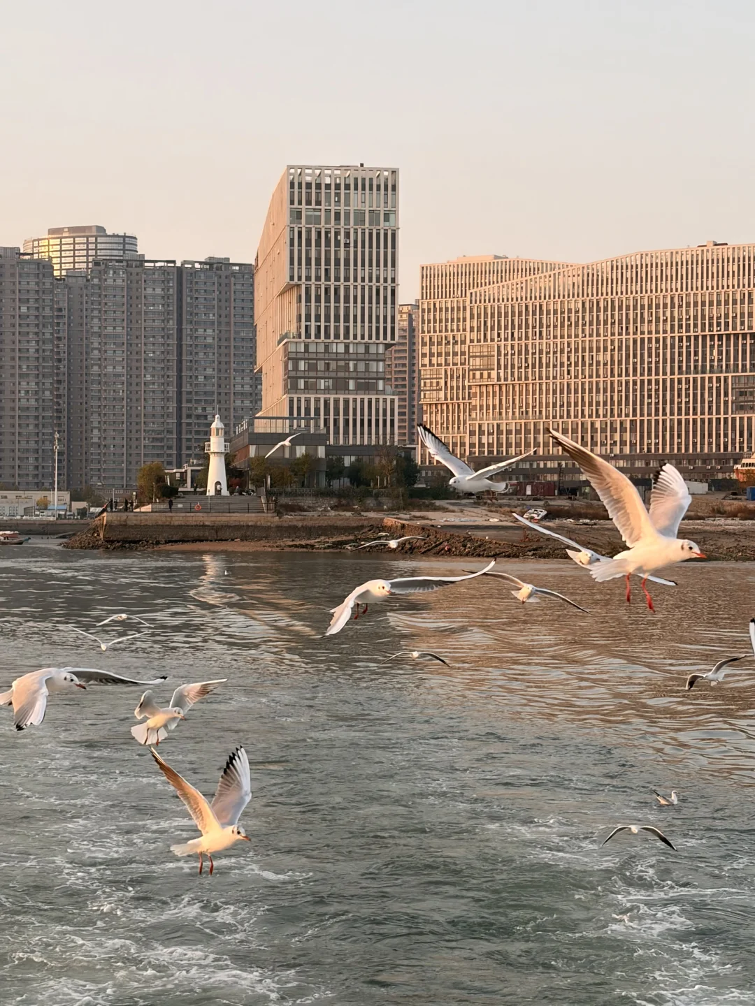 唐岛湾海鸥亲密指南|这些心机让鸥为你转身