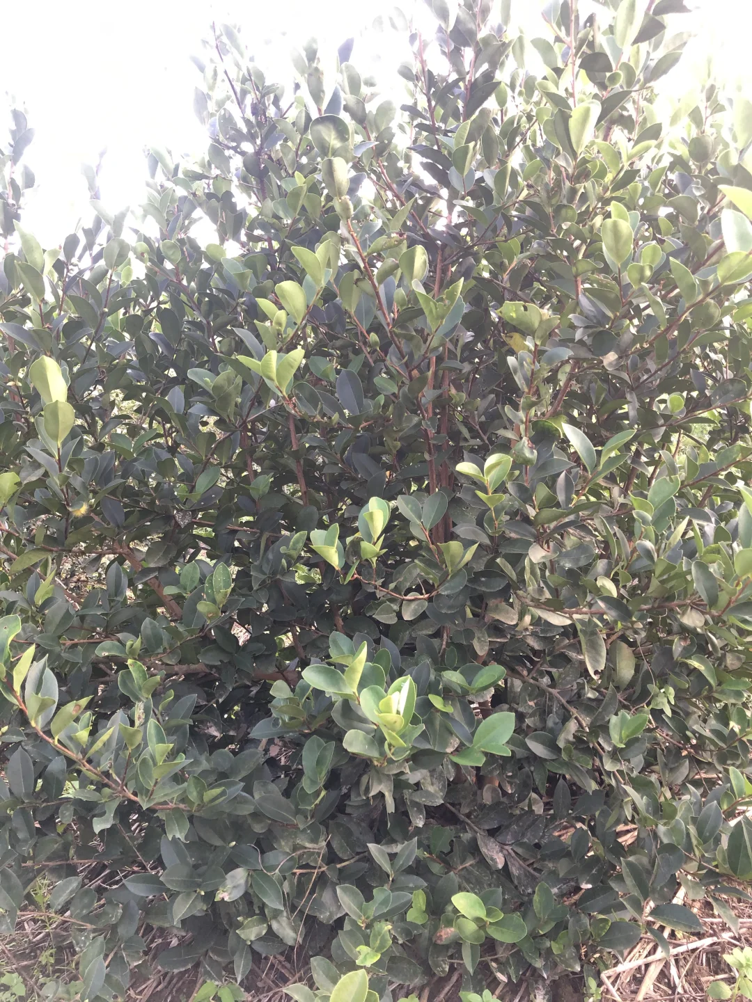 朋友预言成功，我爸爸发财了，种成功油茶树