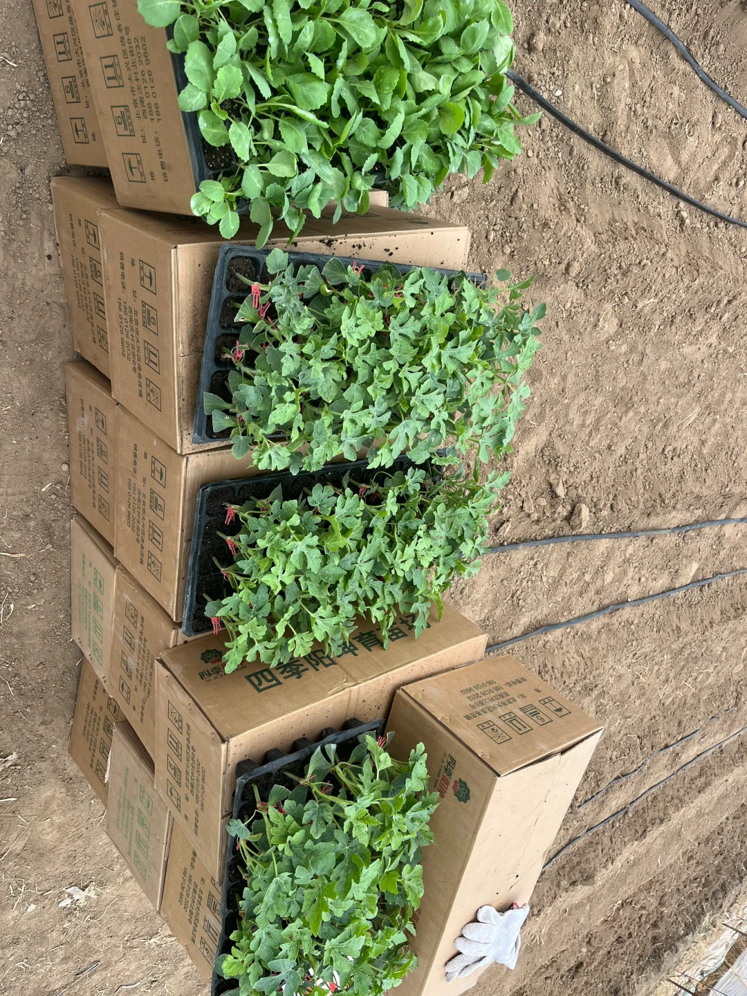 3年1万租大棚，周末兼职有机农民