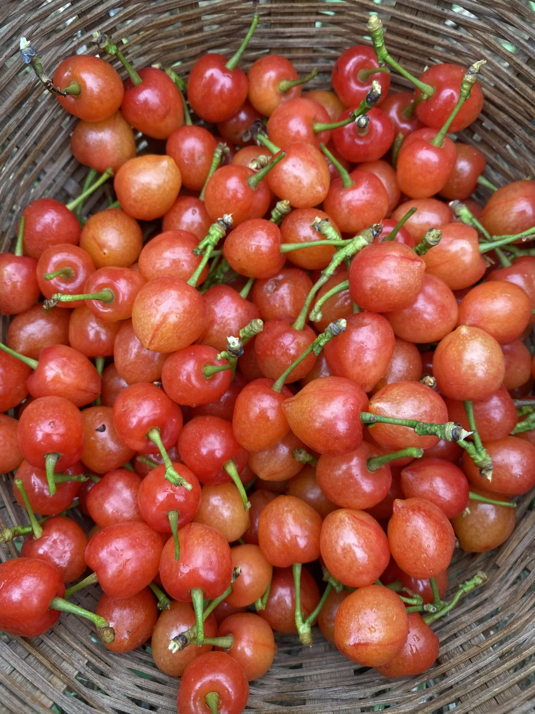 中华小樱桃树各种规格继续起苗了