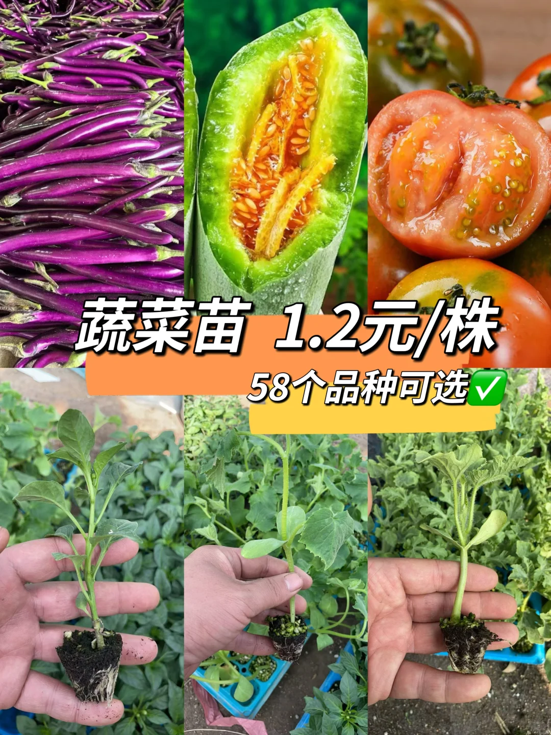 合集⭐蔬菜苗6.8?到手6株‼️58个品种可选✅