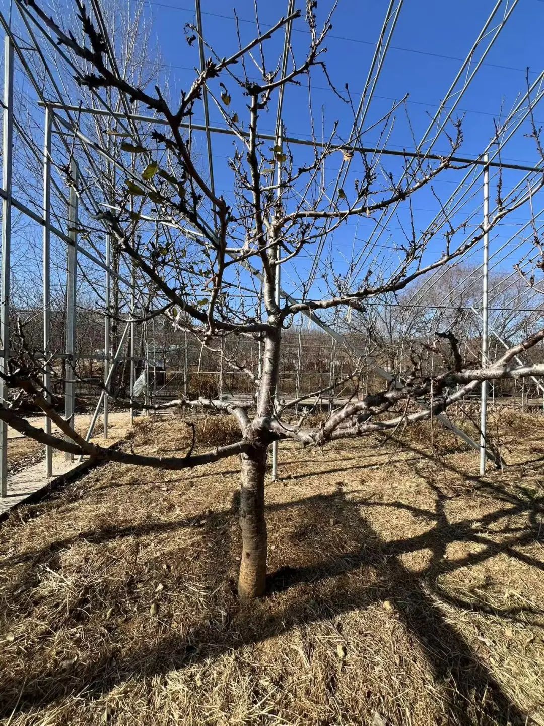 农业硕士返乡创业记录之中药材项目