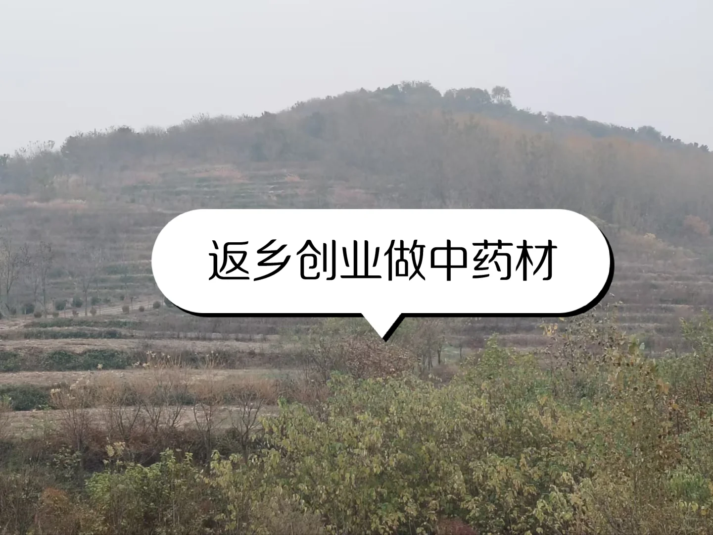 农业硕士返乡创业记录之中药材项目