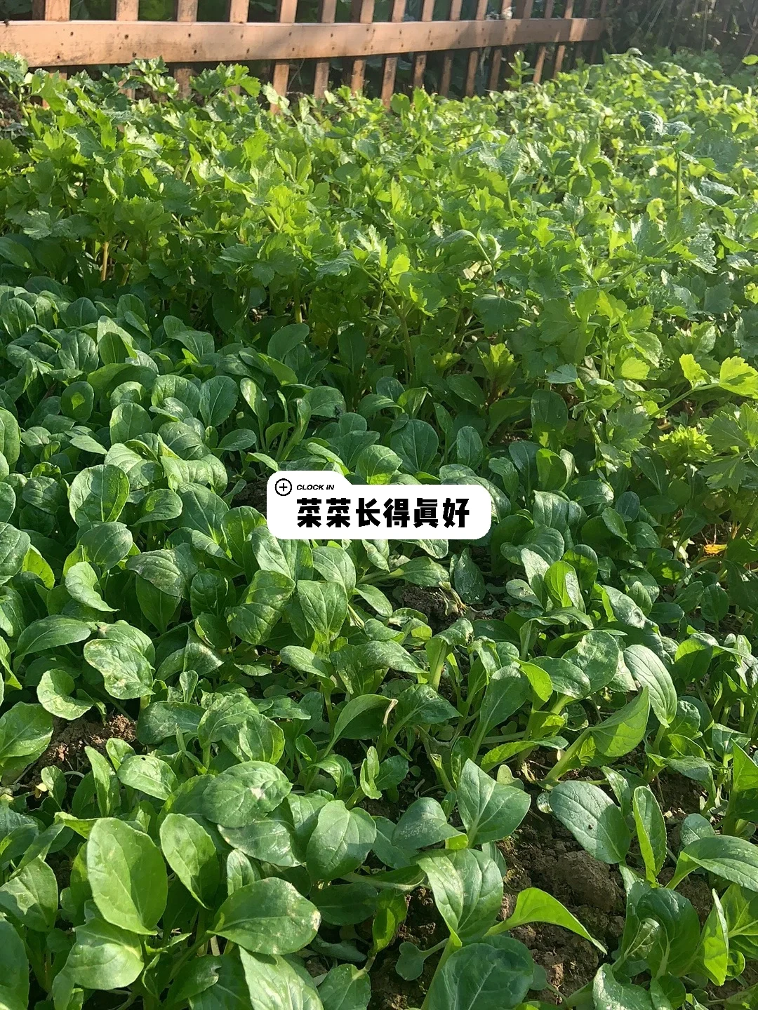 【2】农村电商，租地经营模式