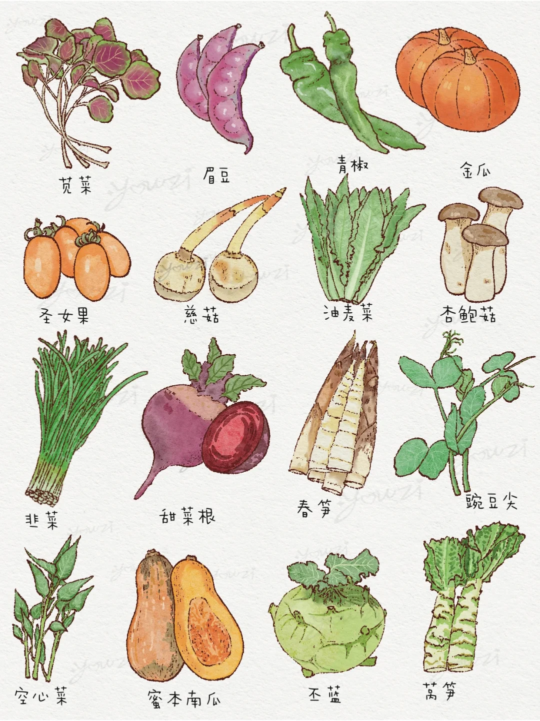 常见64种蔬菜插画大全｜爱吃蔬菜星人???