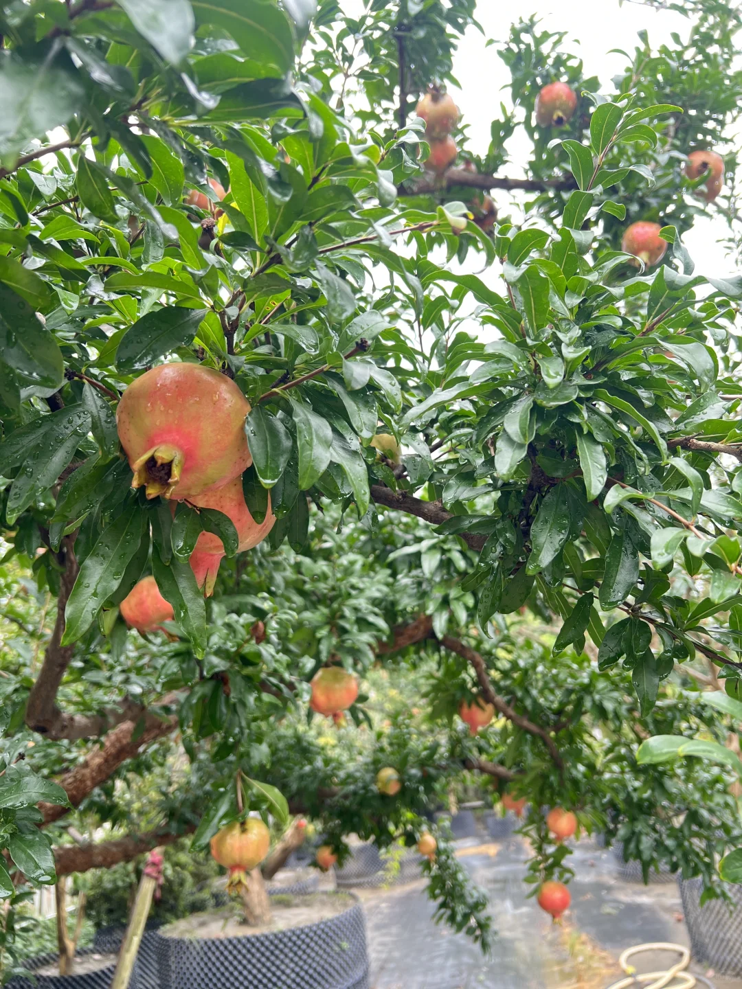 又到了吃石榴的季节了