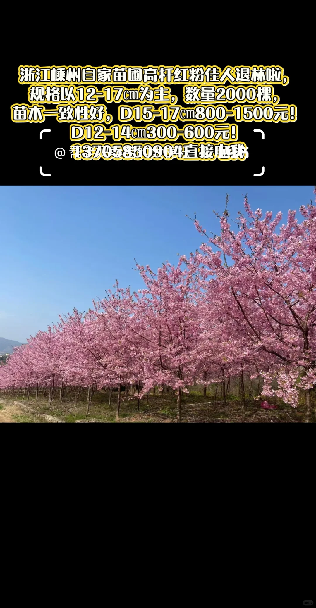 退林苗木捡漏！300-1500一颗上车价带走