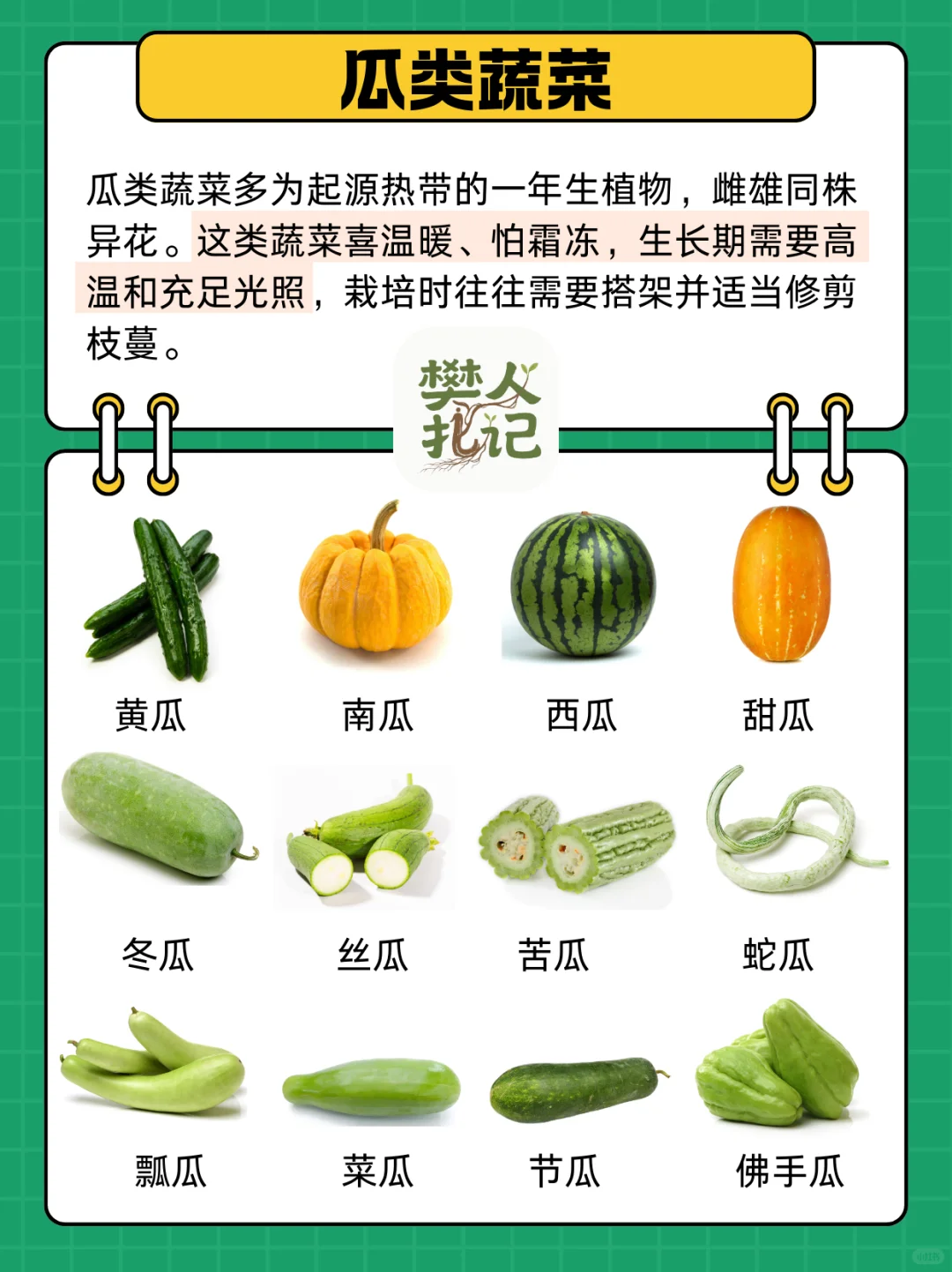 不知道种什么菜❓蔬菜清单看这里（上）