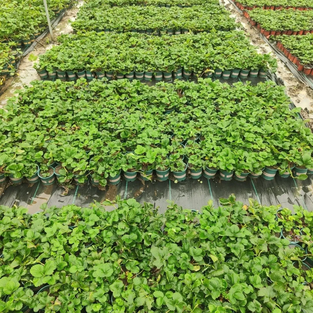 草莓盆栽草莓树草莓苗草莓