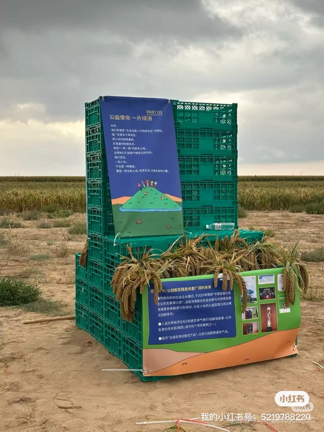 来循环市集吃来自沙漠的小米！