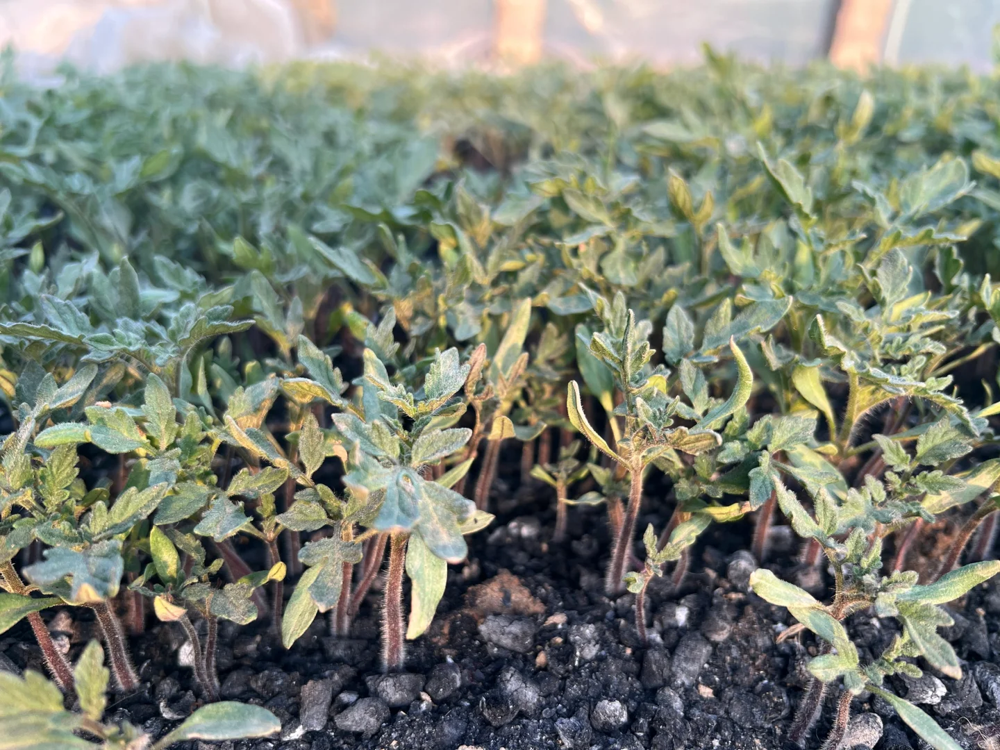 蔬菜大棚里的菜苗