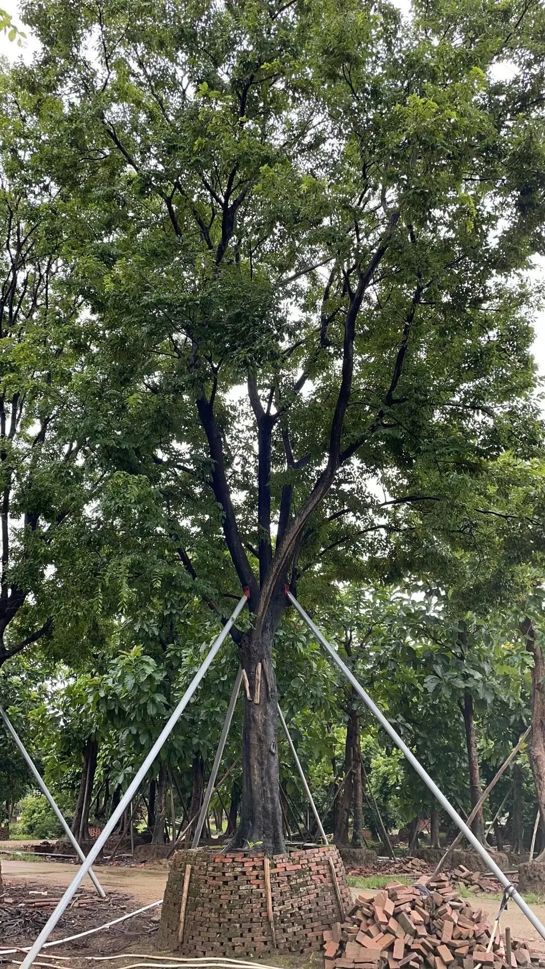 ?【中山园林树苗清仓大甩卖！捡漏速来！！！】