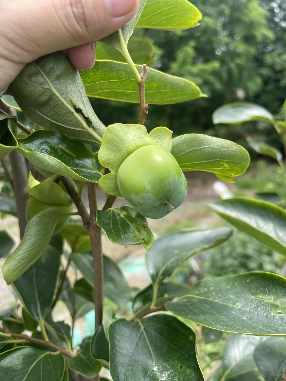 去年冬天买的果树苗都长大了