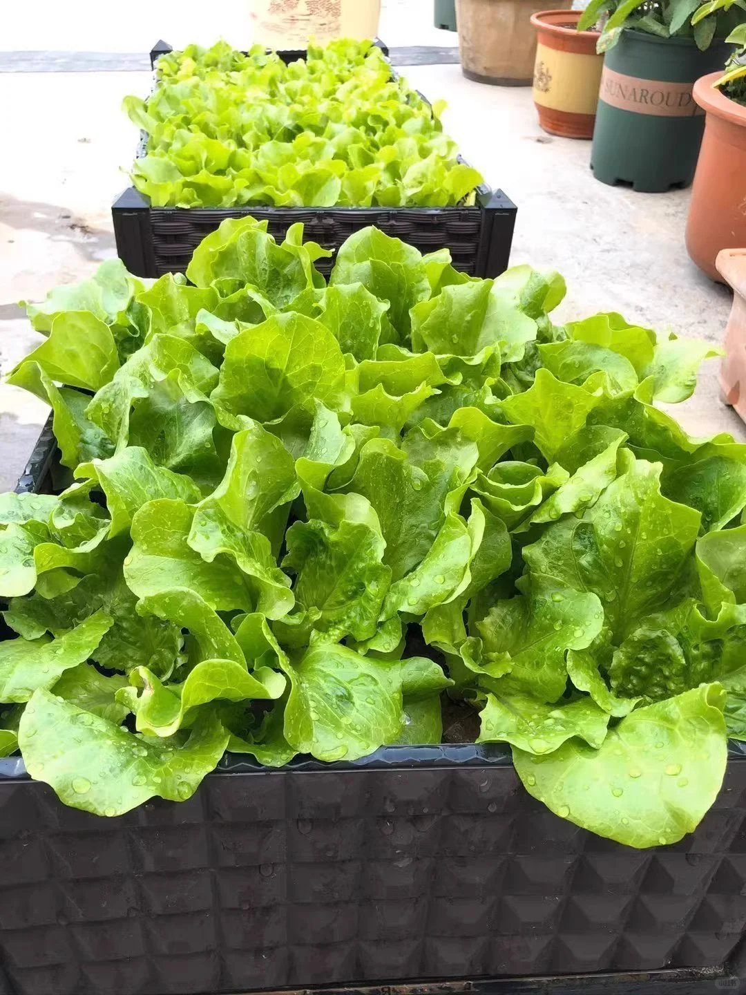 天冷也不怕,这7种绿叶菜现在种正当时!