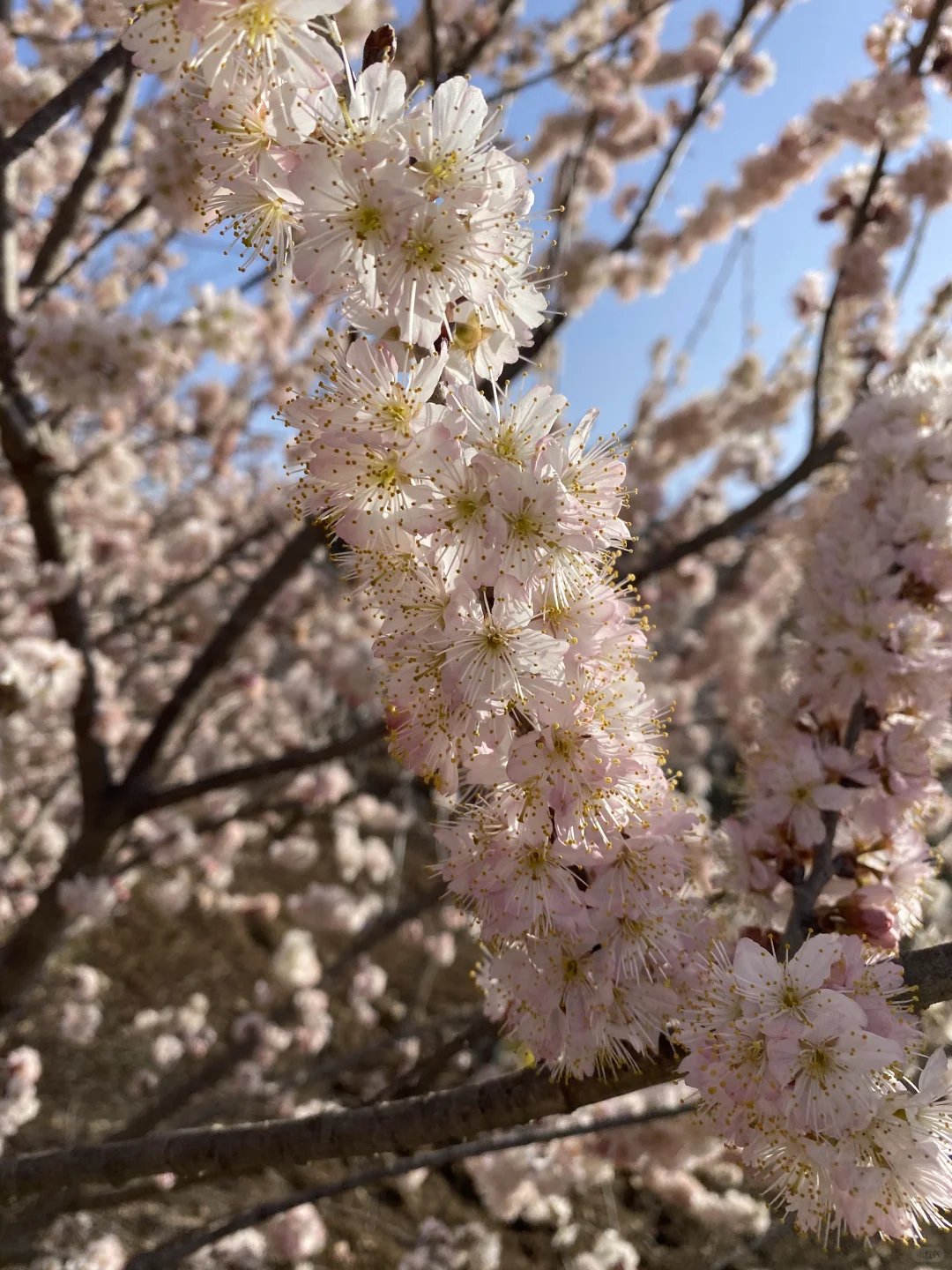 中华小樱桃树各种规格继续起苗了