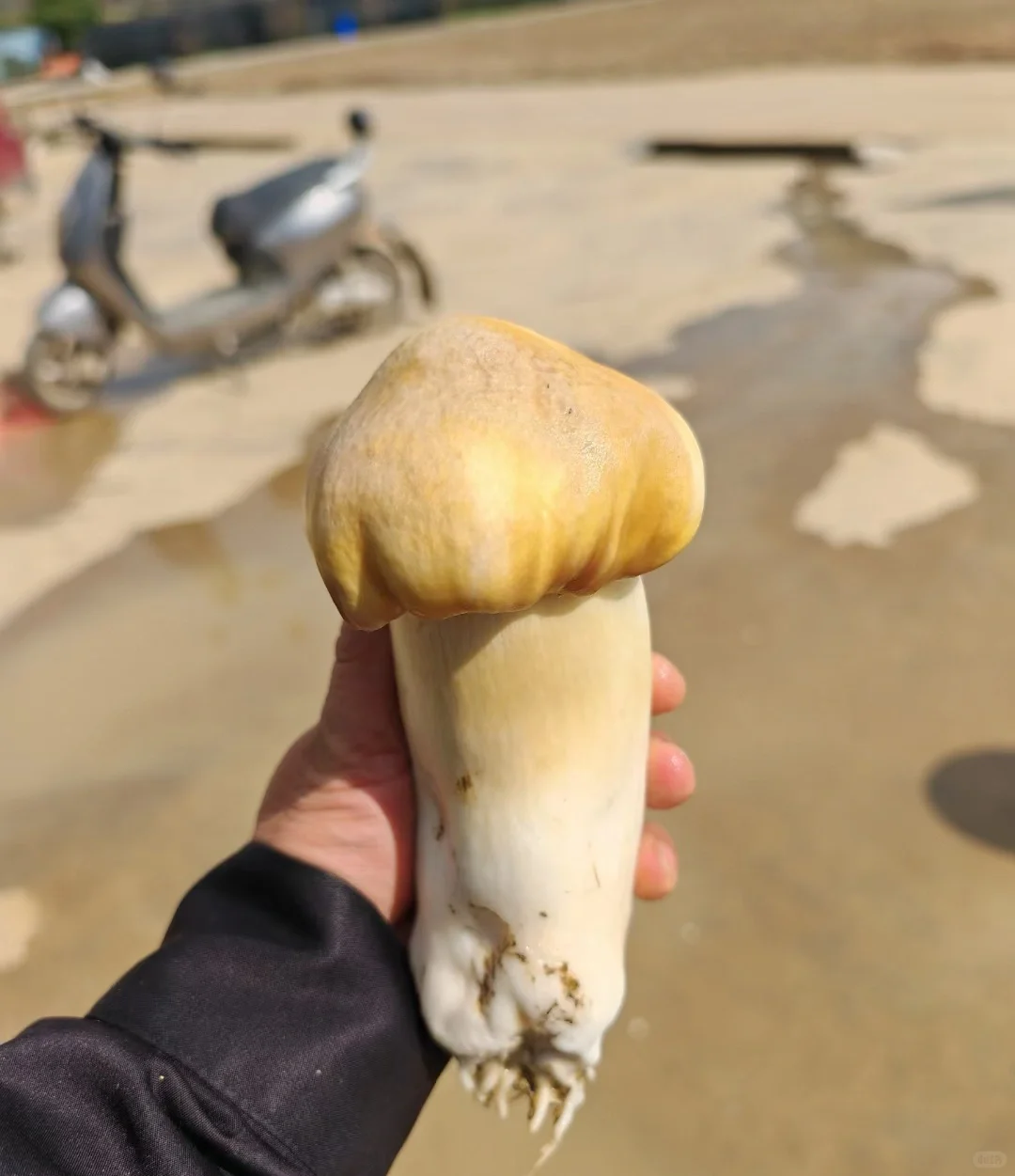 这些年种植菌类的心酸与苦辣,只有其中人懂