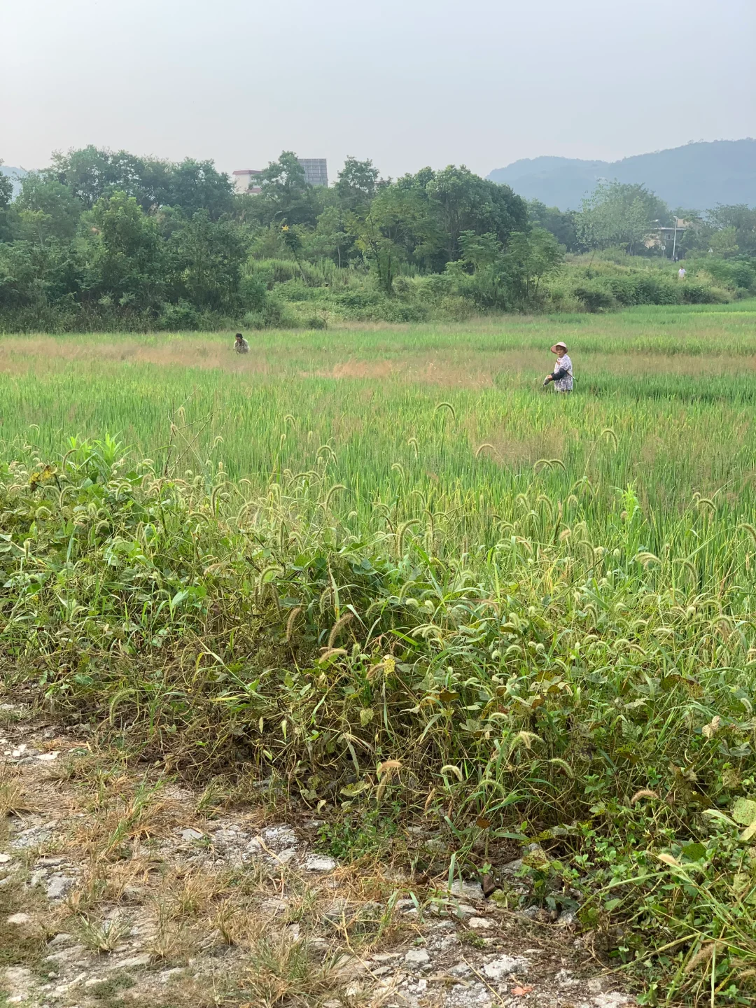 千万别信，卷不动就去乡下做农场