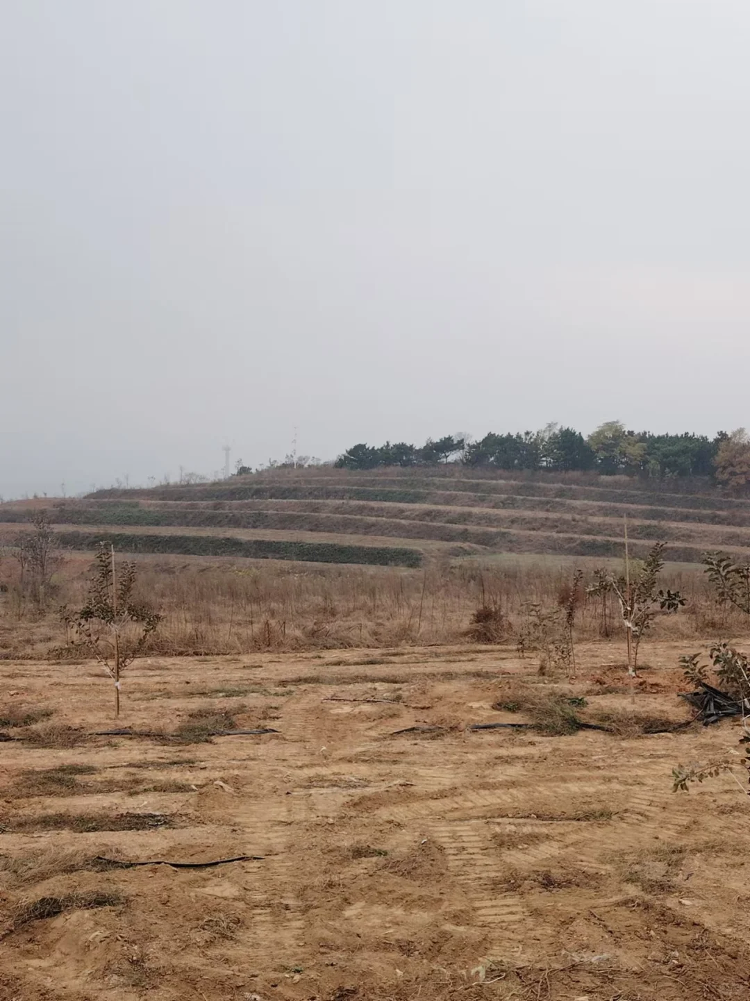 农业硕士返乡创业记录之中药材项目