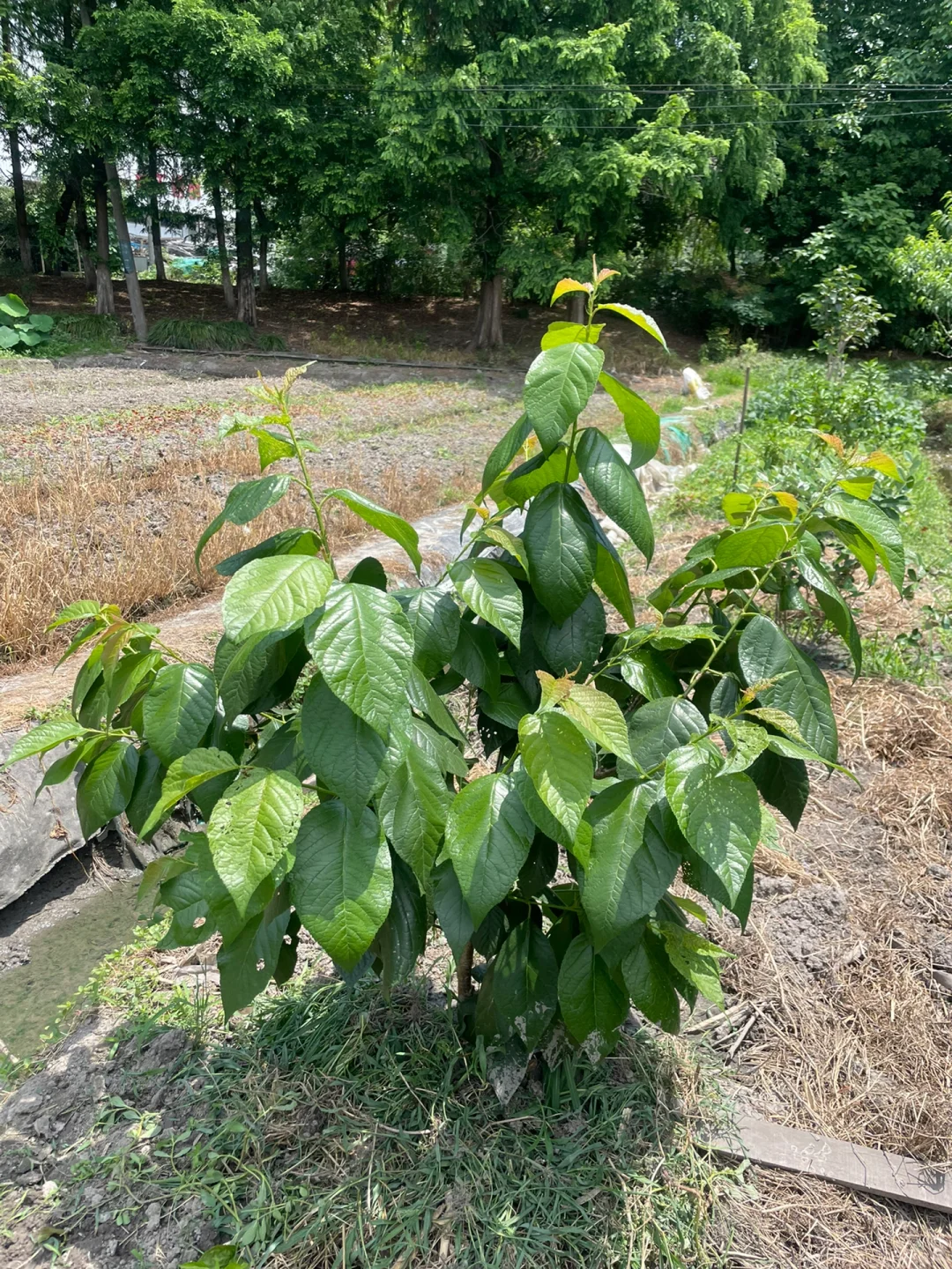 去年冬天买的果树苗都长大了