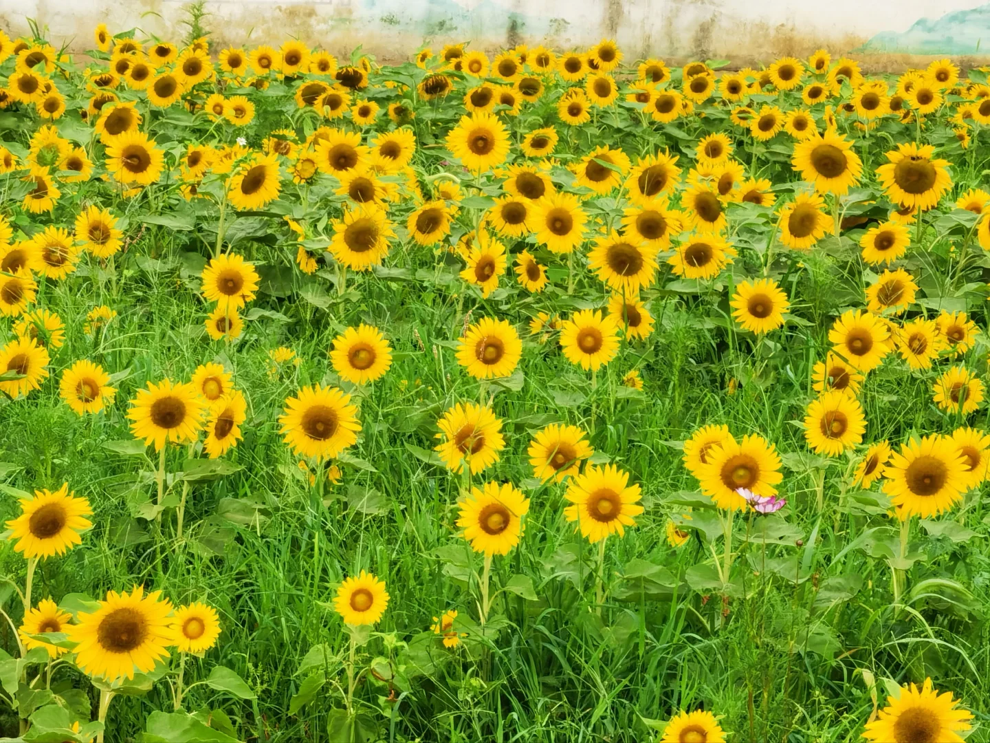 如何开发农村旅游资源？