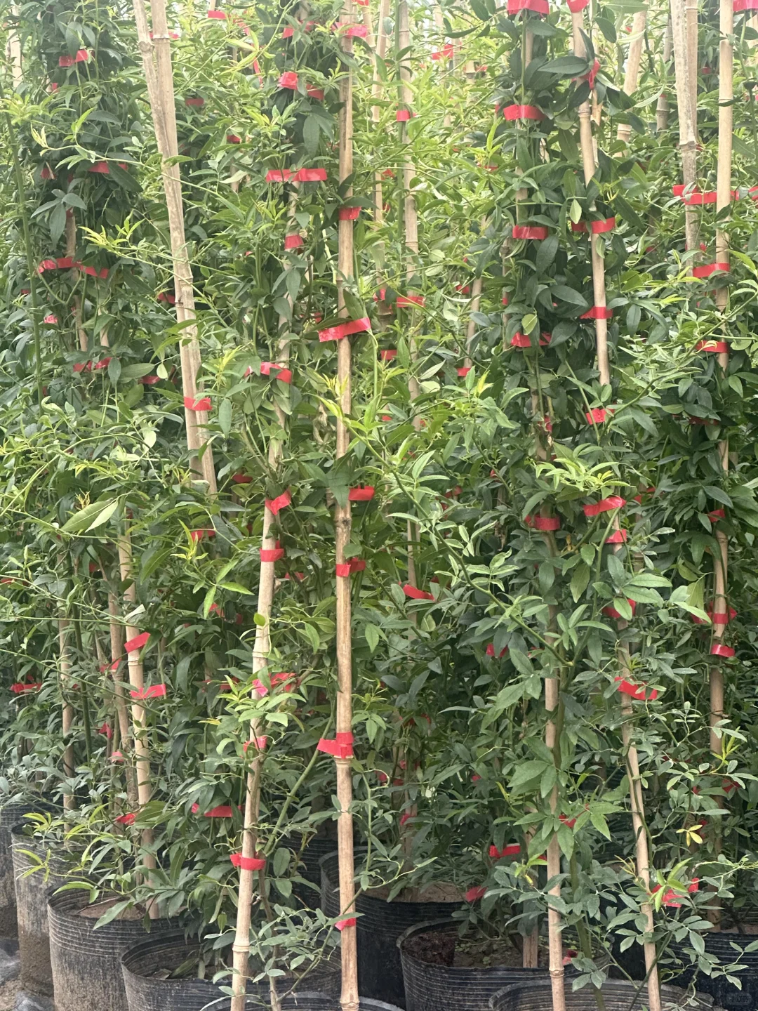 1.5米黄木香 苗情特别好 明年上万朵花