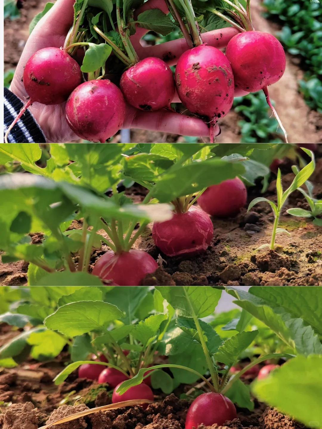 菜园子的治愈瞬间,想看你们种的菜~