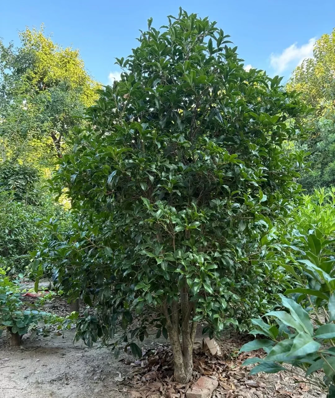 喜欢桂花的可以入手了