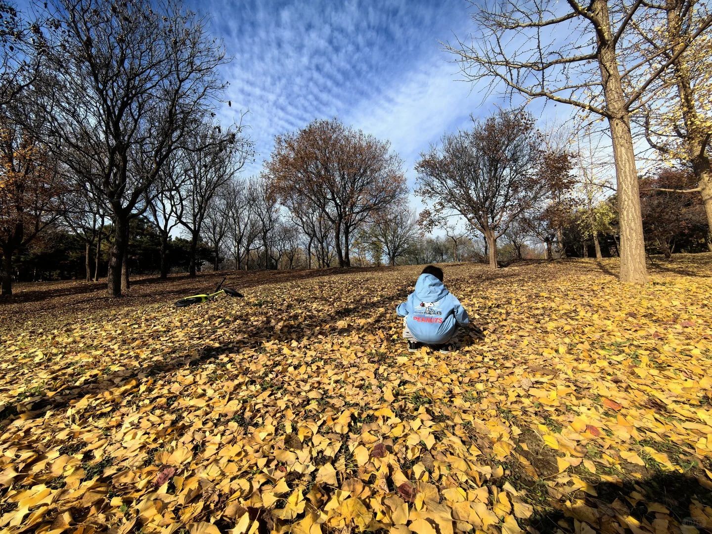 国际企业亦庄文化园银杏林