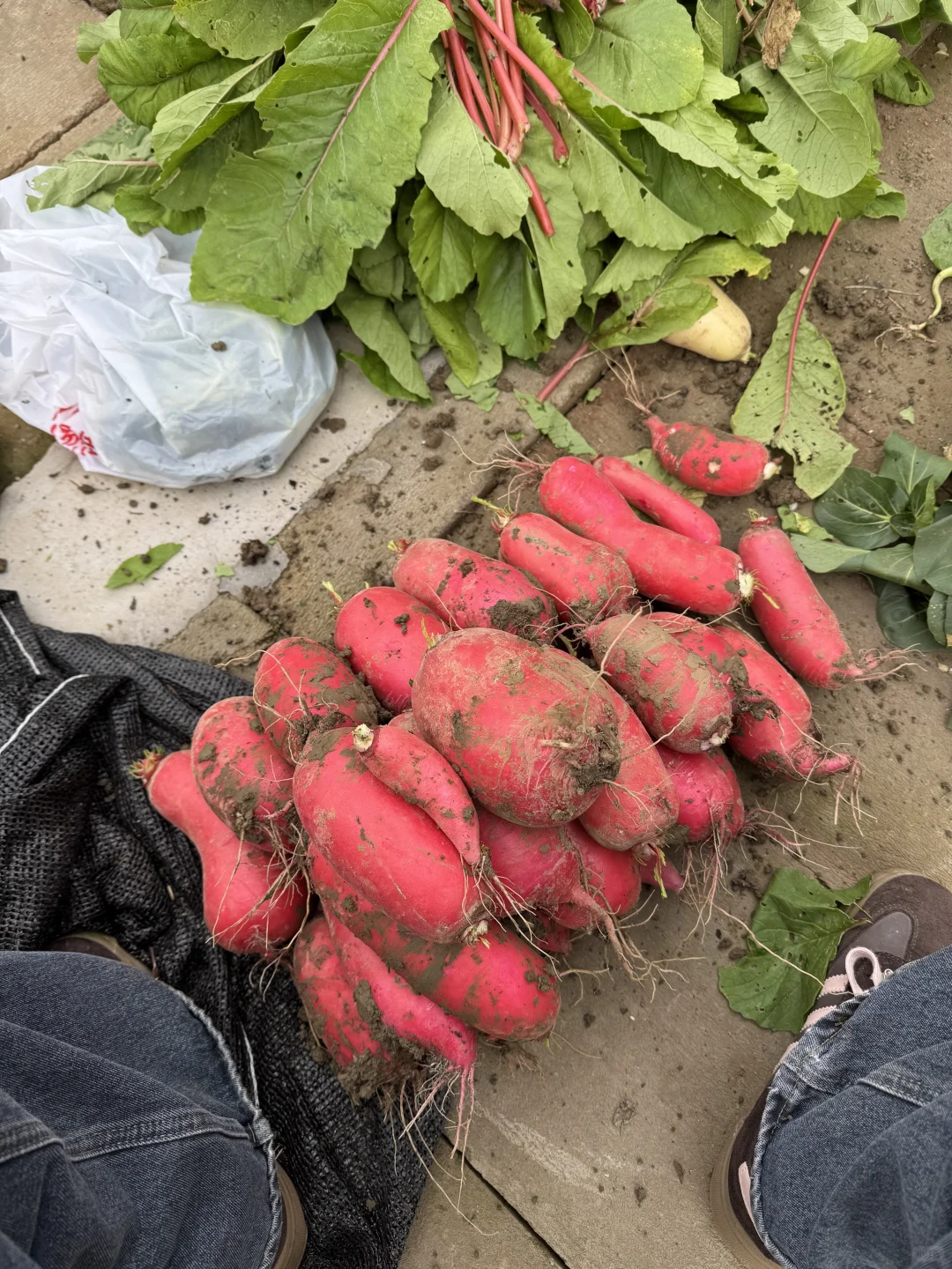 今天的快乐是萝卜给的??