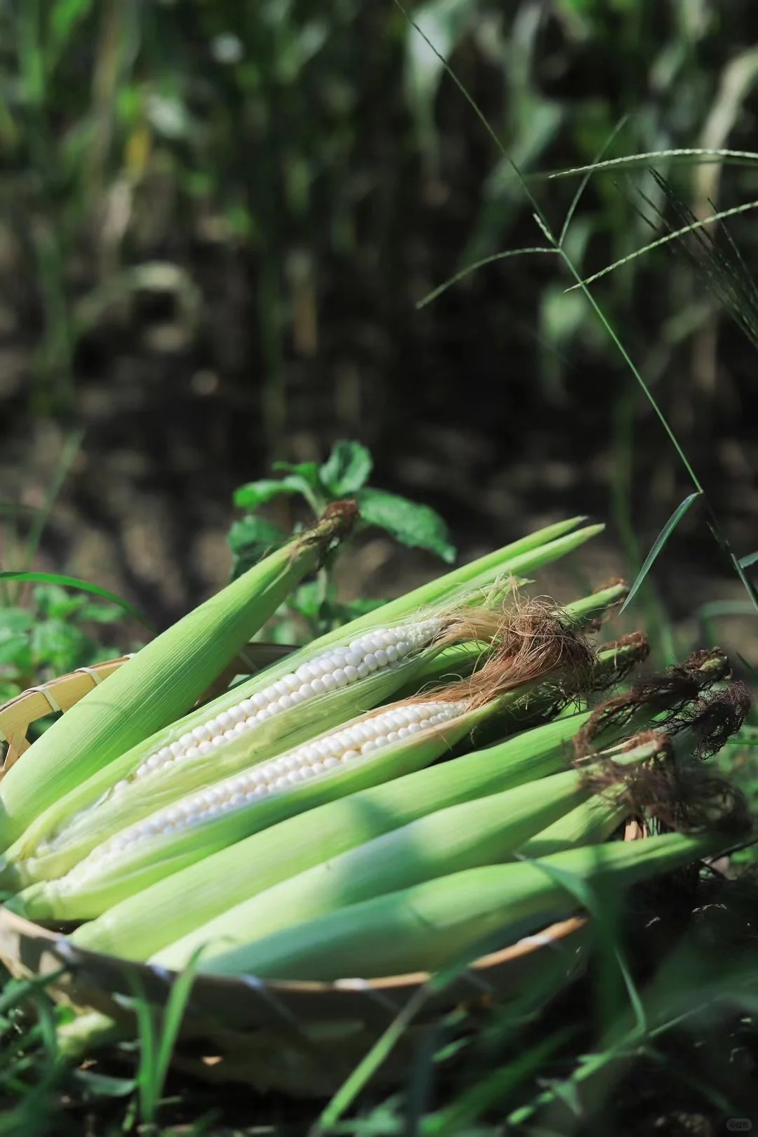 90后二胎宝妈，宁愿种玉米也不打工