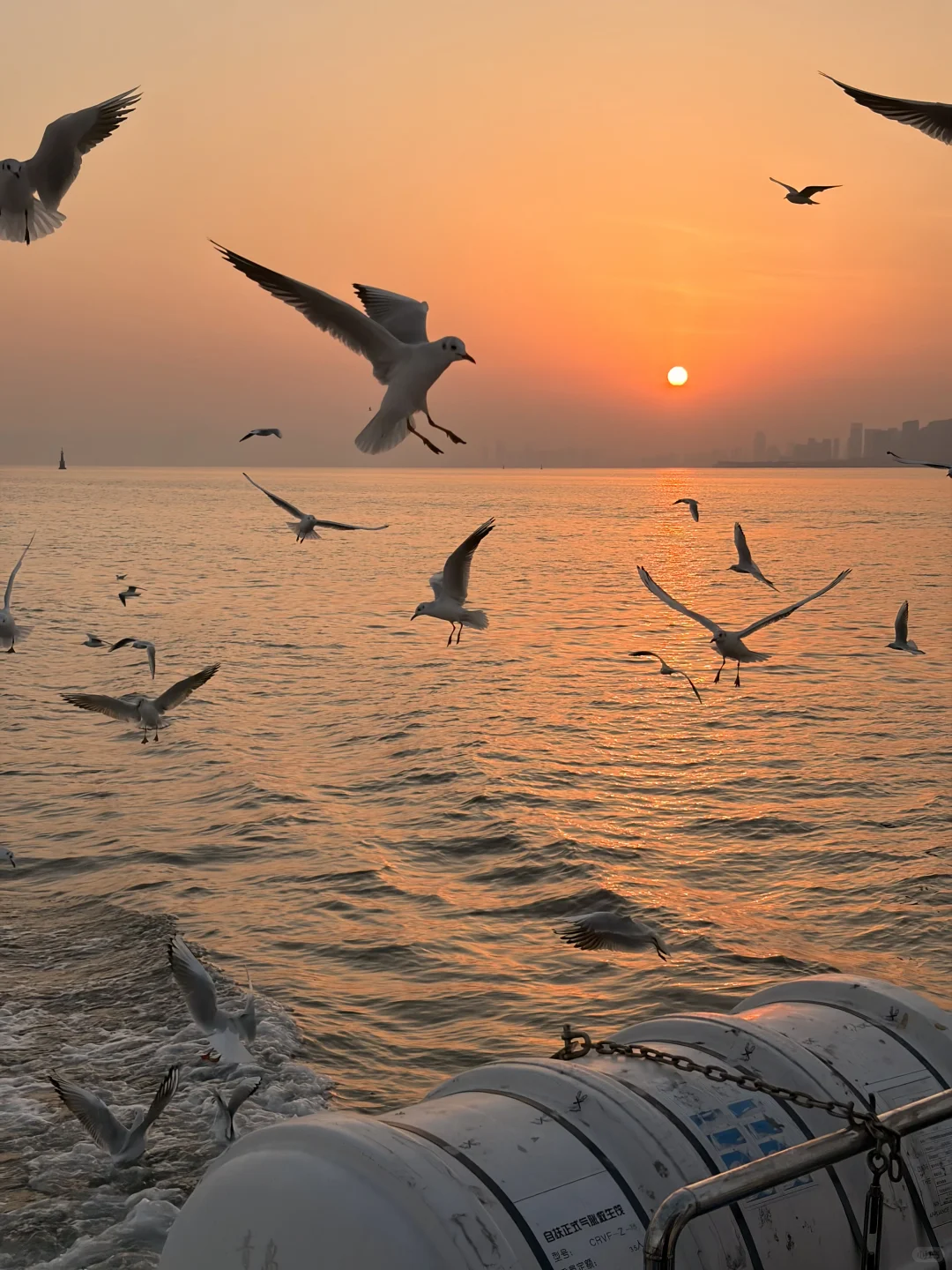 唐岛湾海鸥亲密指南|这些心机让鸥为你转身