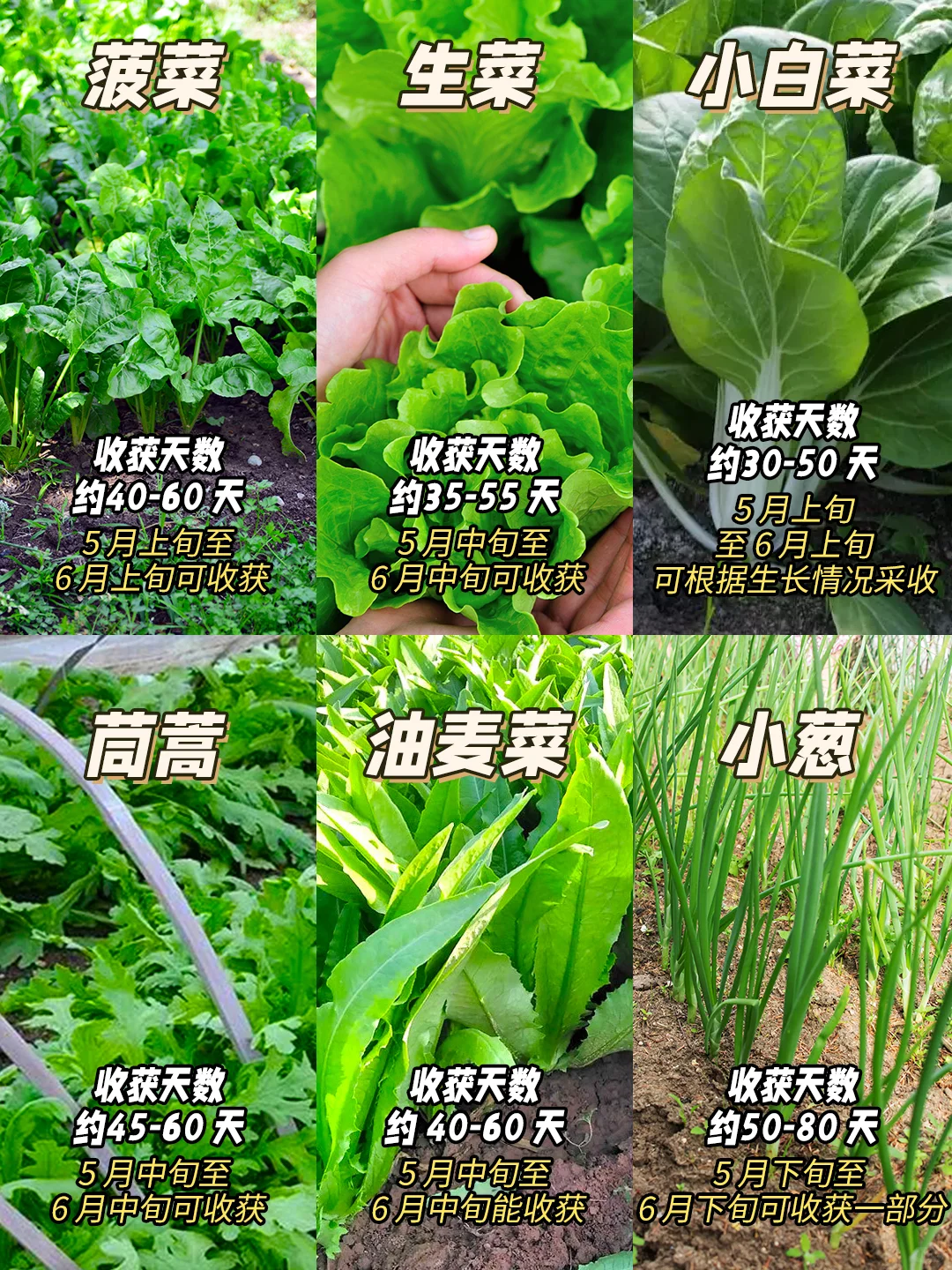 北方地区3月份适合种什么菜？