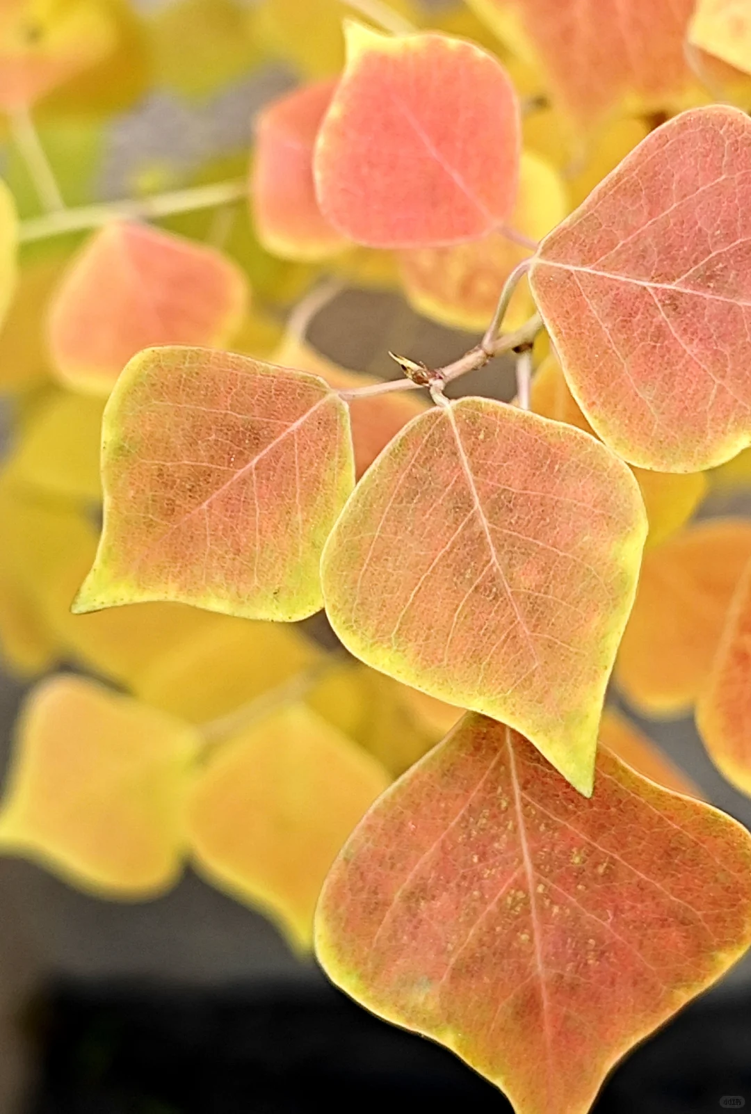 捡来的乌桕长大了