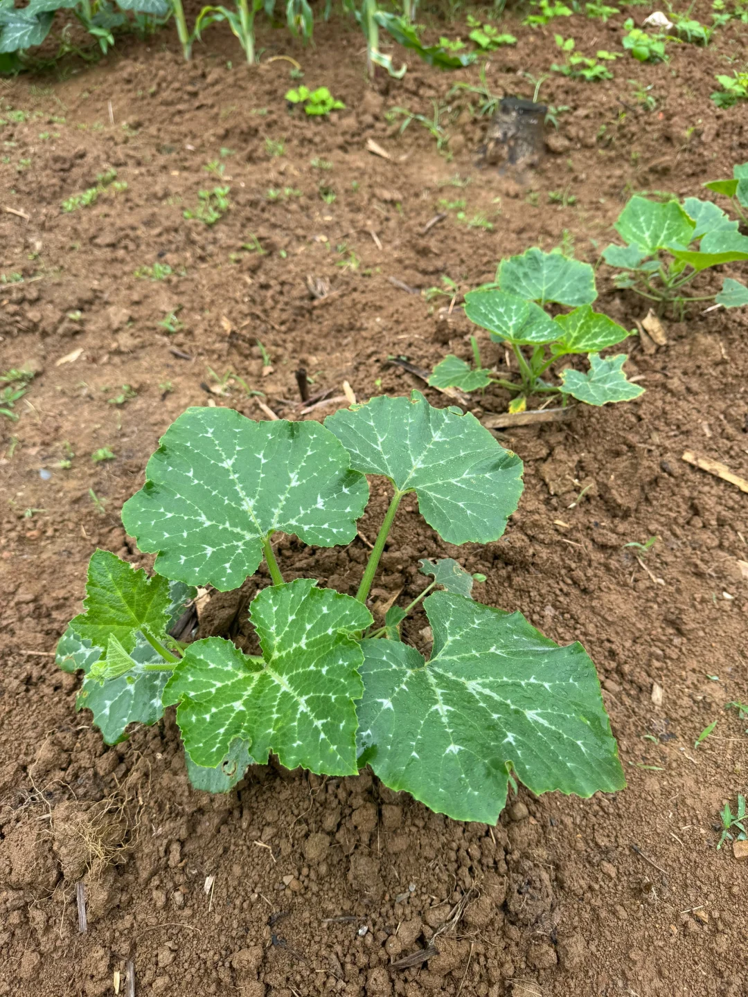瓜果蔬菜的幼崽版本，太可爱了?