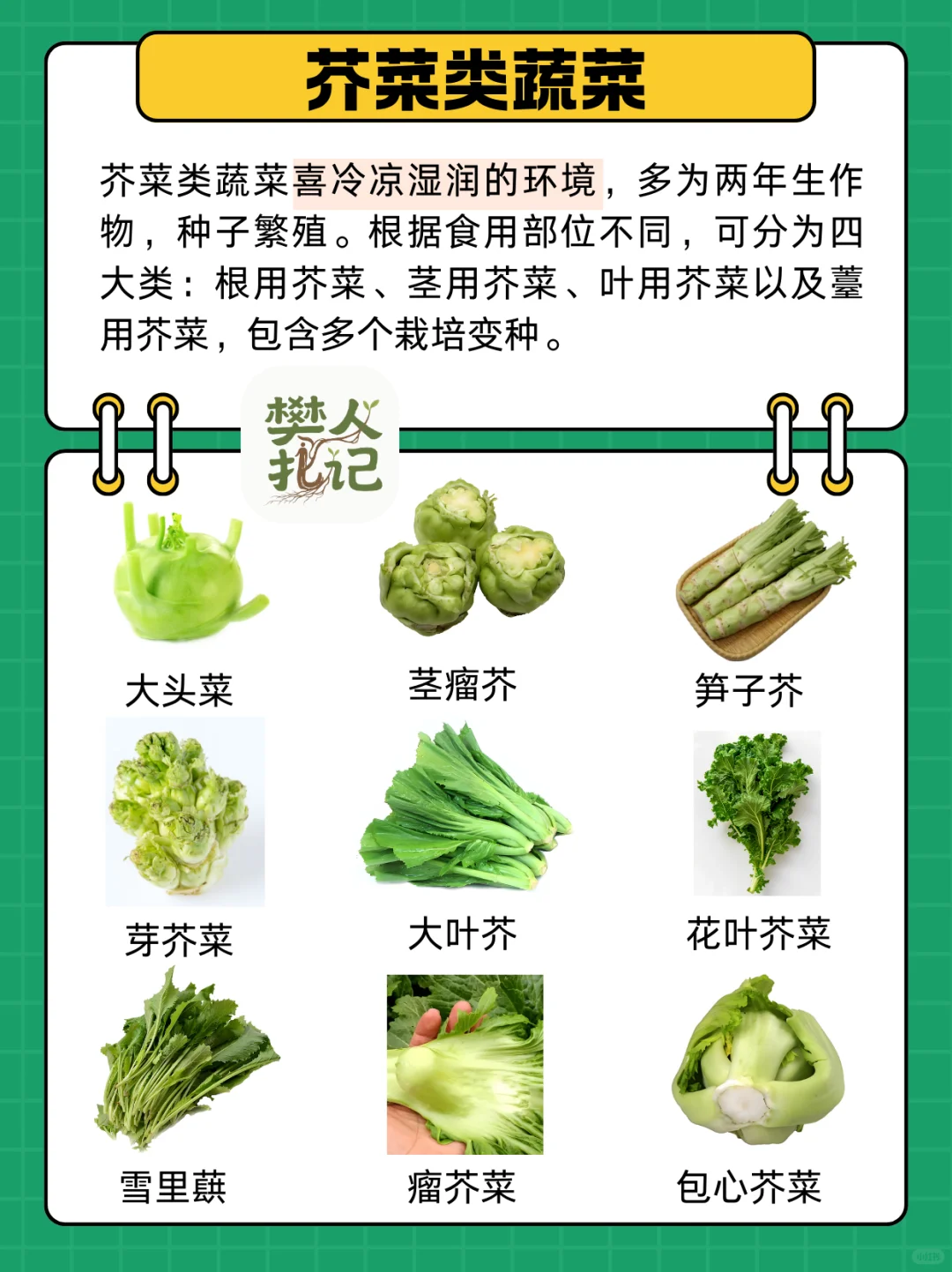 不知道种什么菜❓蔬菜清单看这里（上）