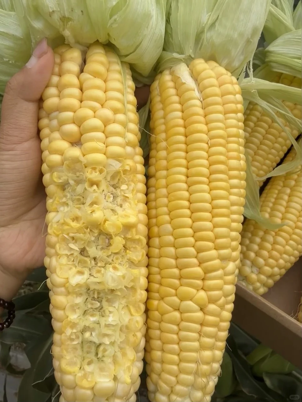 一点都不夸张！9.8三斤真的巨甜巨好吃?