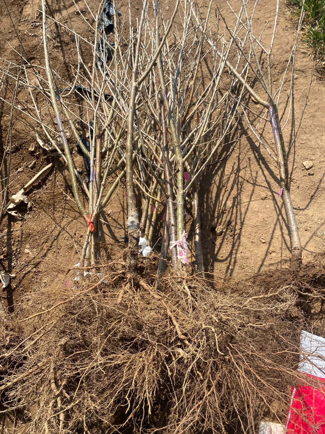 给朋友们挖的樱桃树苗。
