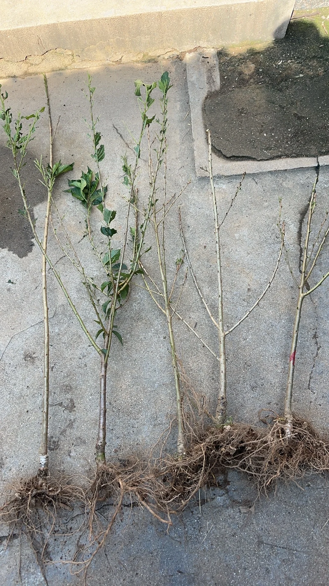 昨天发到国外5棵不同品种的小樱桃树。