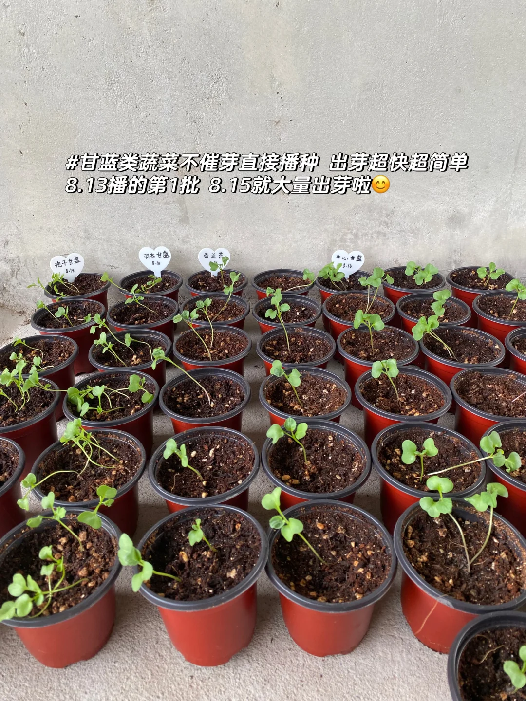 秋播种植记|报告 秋播的序幕已在8月拉开~?