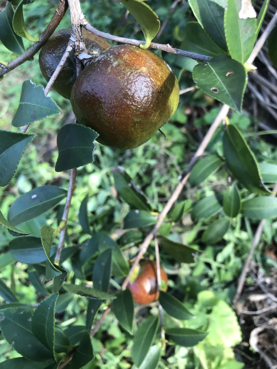 朋友预言成功，我爸爸发财了，种成功油茶树
