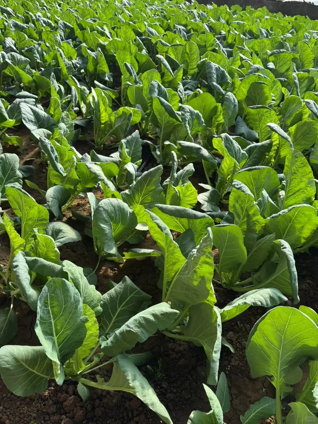 这里是超级大的有机蔬菜大棚?