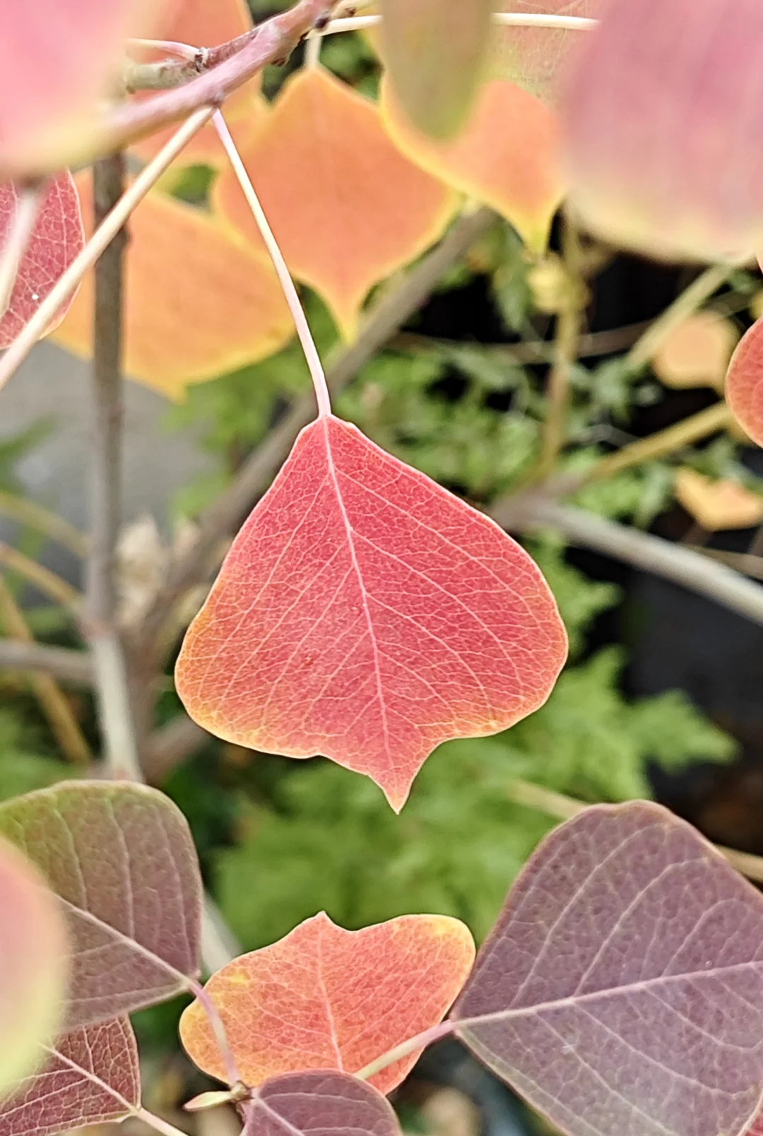 捡来的乌桕长大了