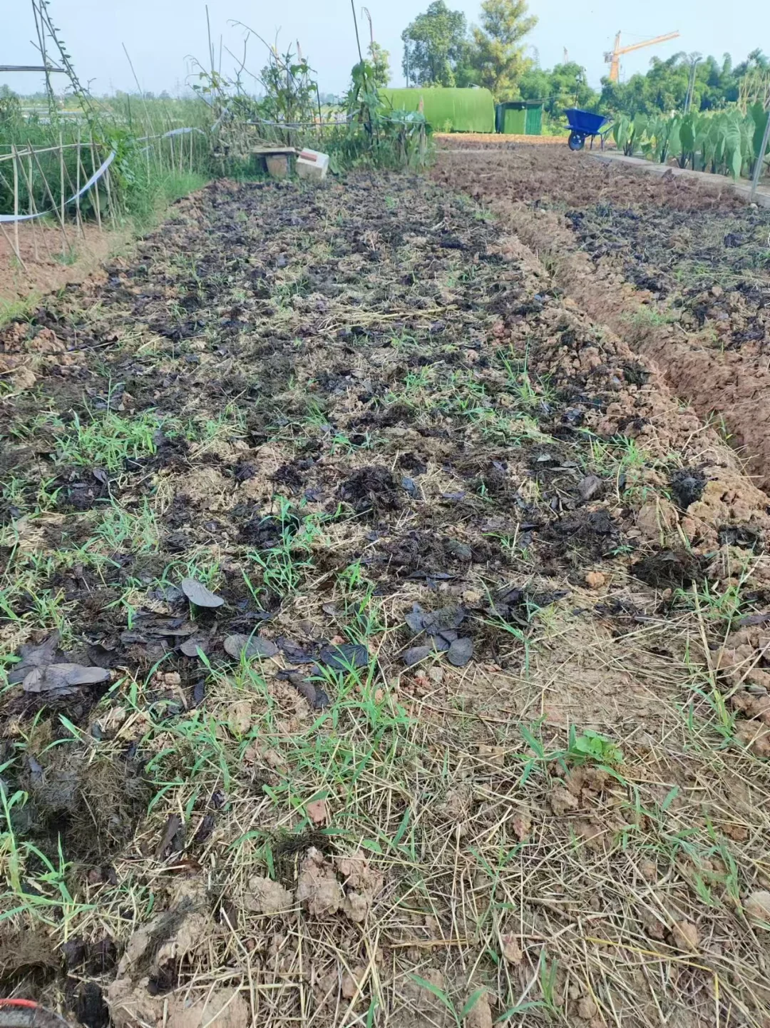 ?堆肥小妙招，生活垃圾变宝藏?