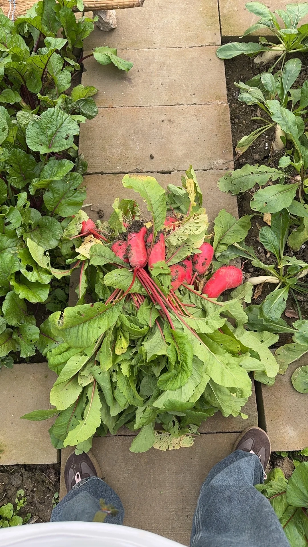 今天的快乐是萝卜给的??