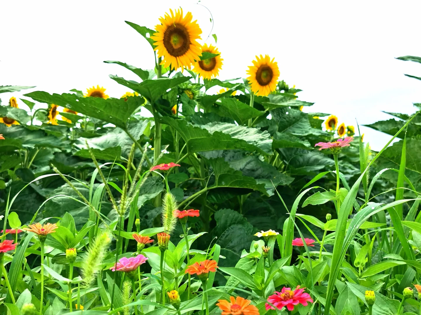 如何开发农村旅游资源？