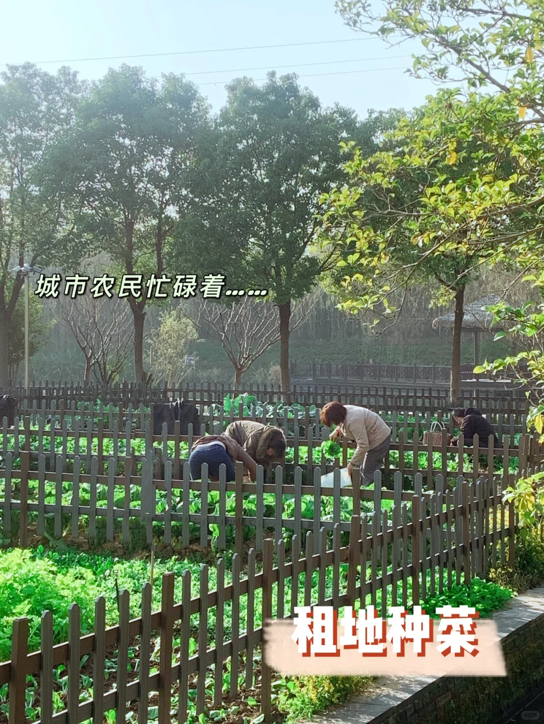 【2】农村电商，租地经营模式