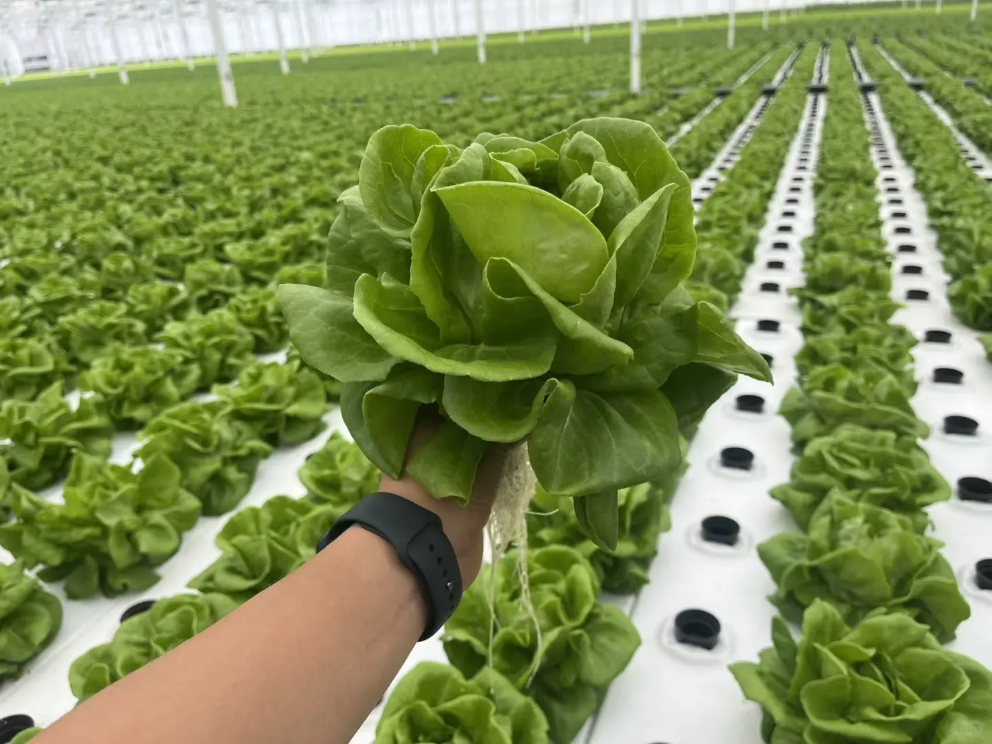 探秘杨凌智慧农业示范园 ??