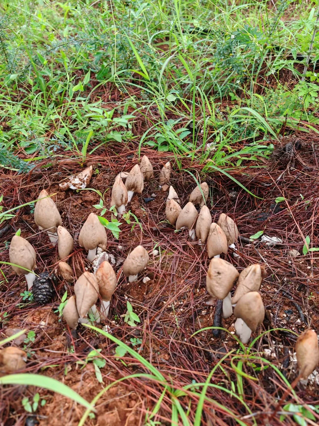 这些年种植菌类的心酸与苦辣,只有其中人懂
